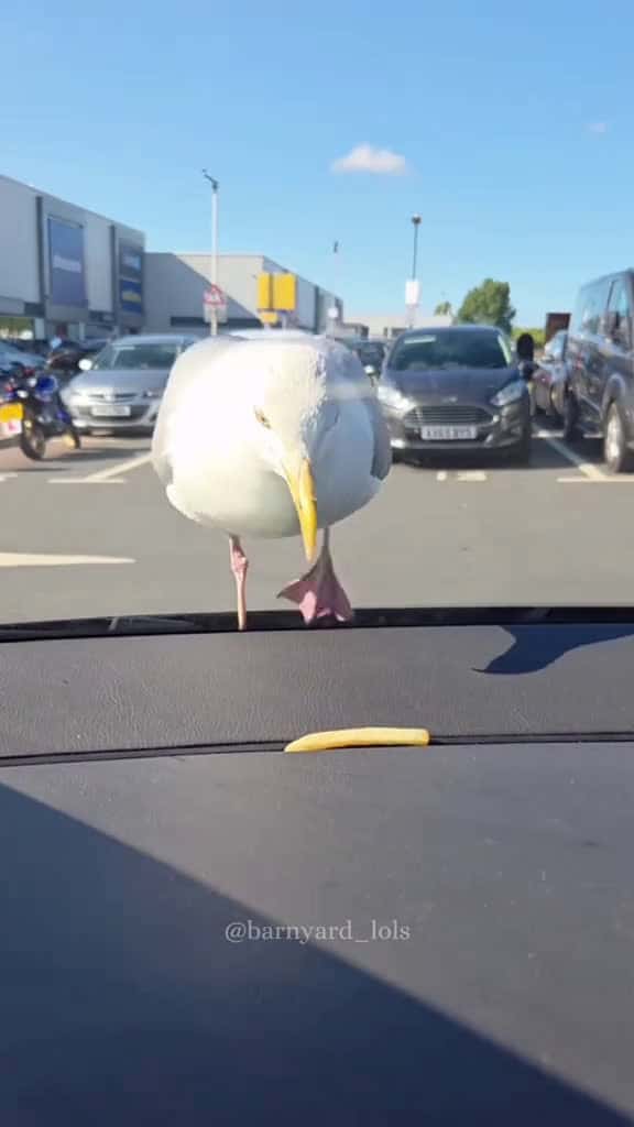Cover for Air robber seagull funn bird Love fyp 79351 #shortvideos