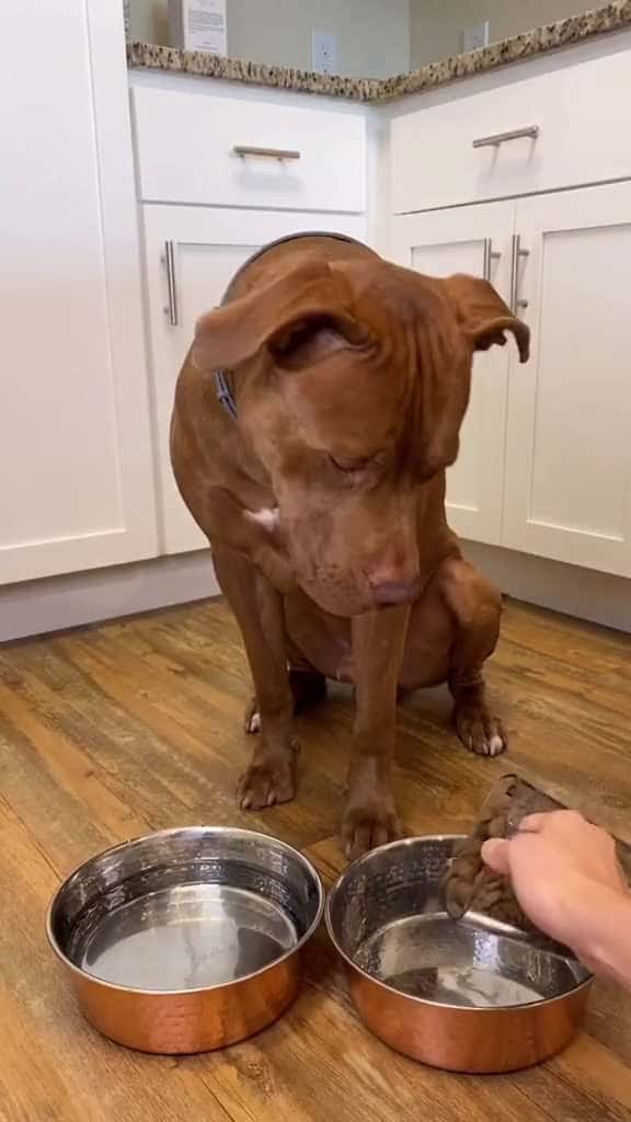 Cover for dogsoftiktok fyp foryou foryoupage dlaciebie PetsOfTikTok 77958 #trend