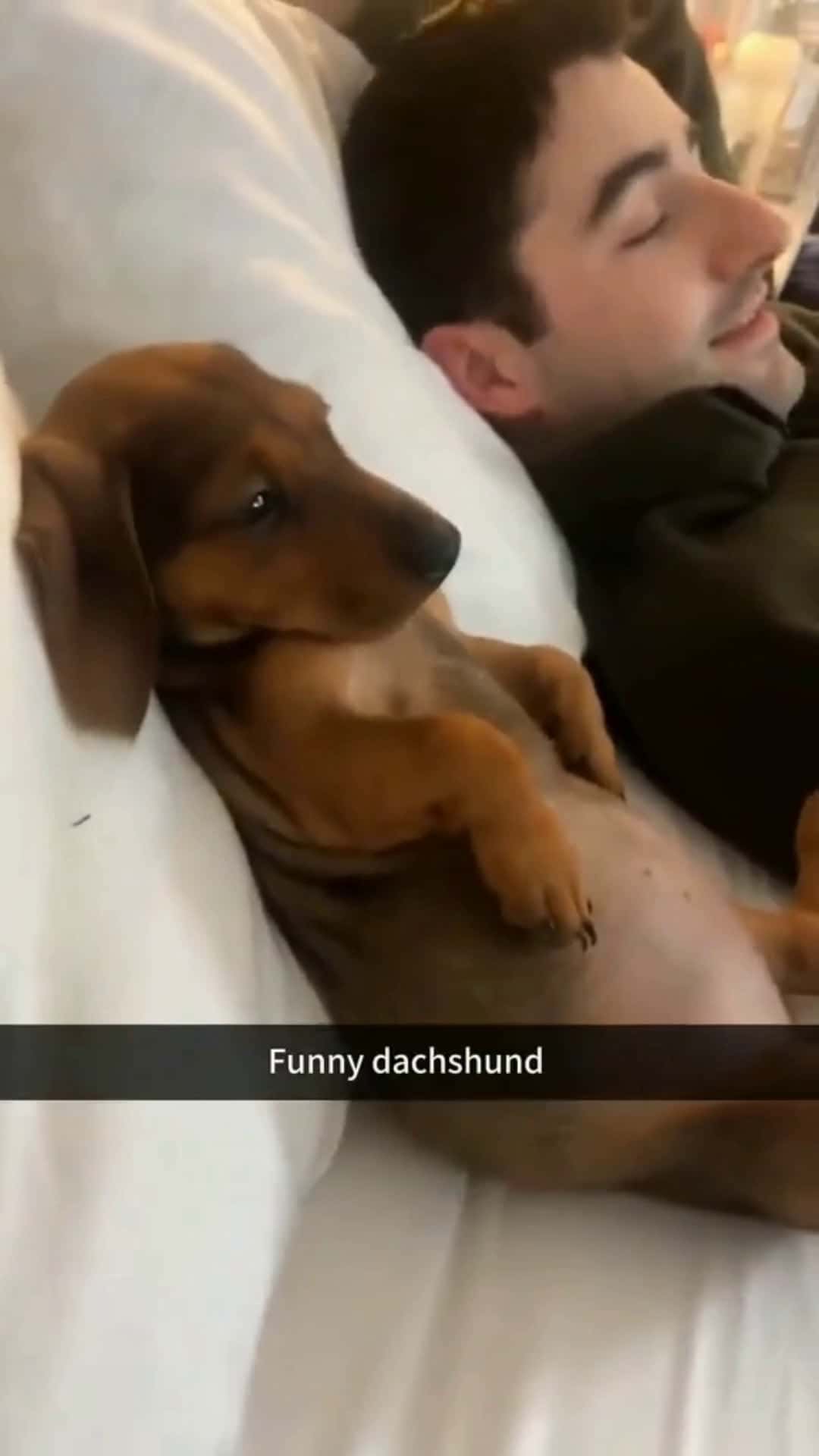 Cover for Funny dogs.#metafunnyclips 