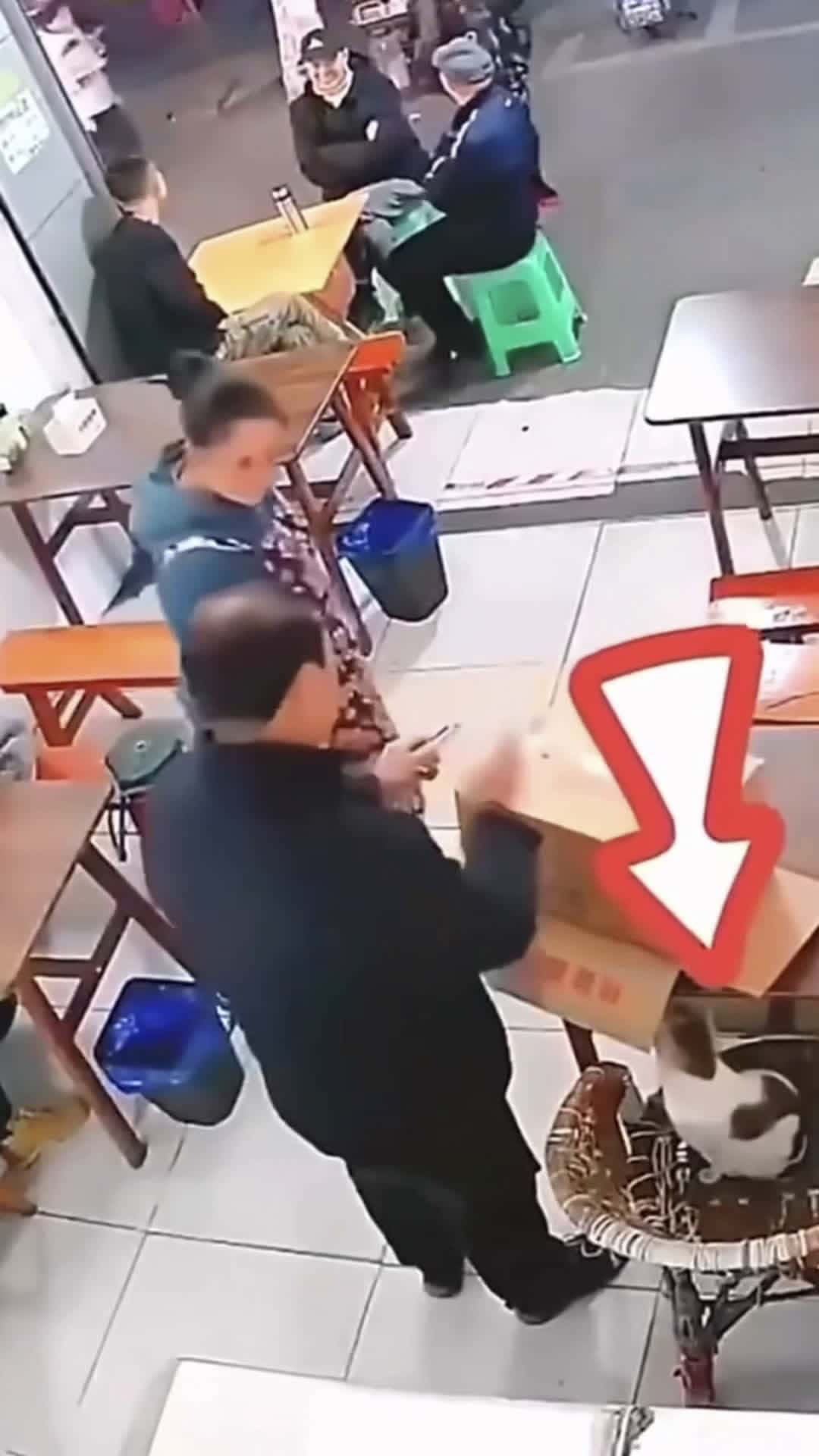 Cover for Cat in the box 📦  funny n funnestvideoonmyphone n comedy  viralvideo v