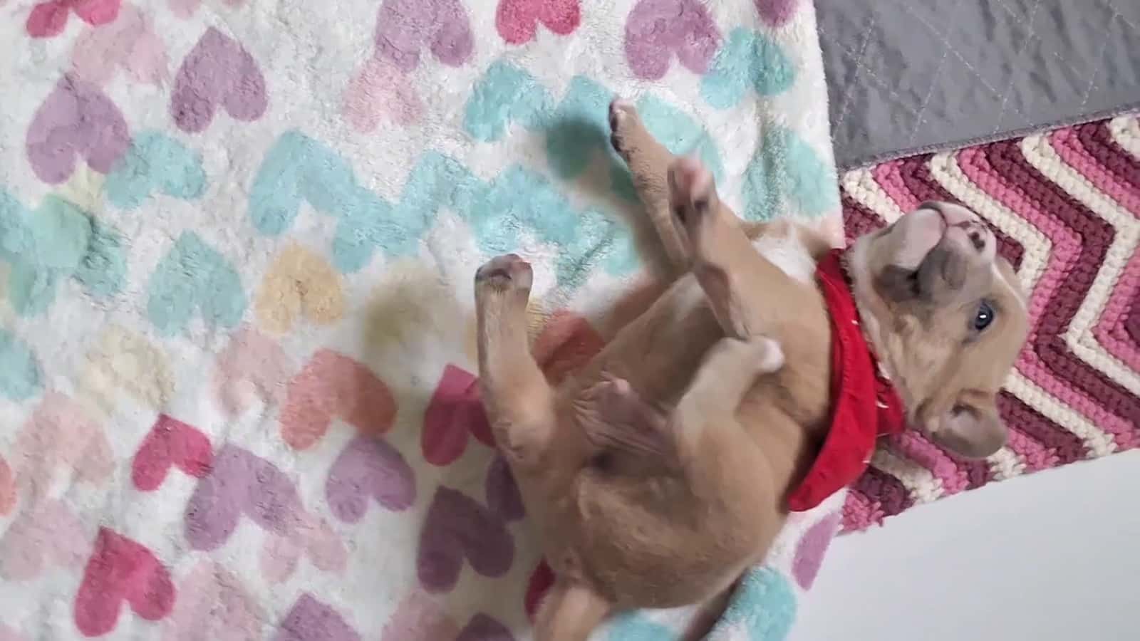 Cover for Watching you grow is the sweetest thing ever. 💋#dog #pupsoftiktok #viral #love #fyp