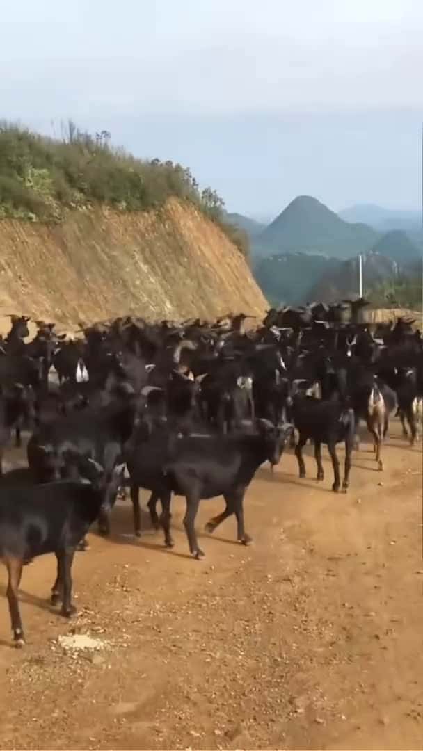 Cover for Funny goat #funnyshorts #animals #funny #funnyvideo #fyp #usa #funnyshorts #cute #goat