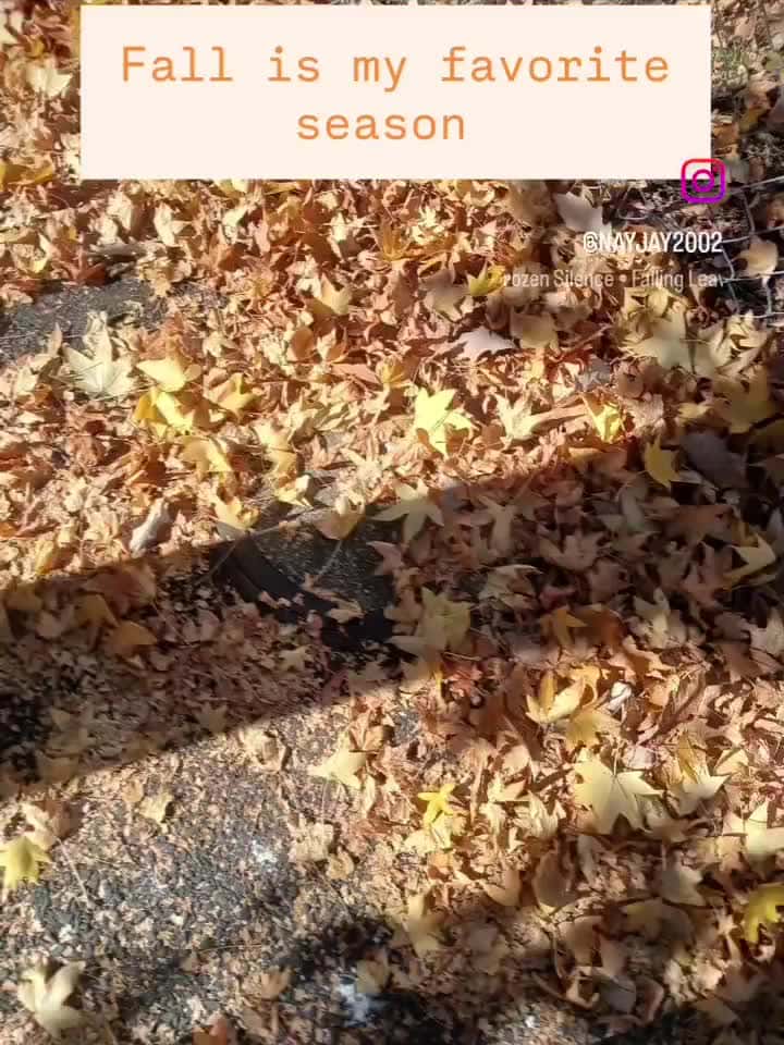 Cover for nothing like fall