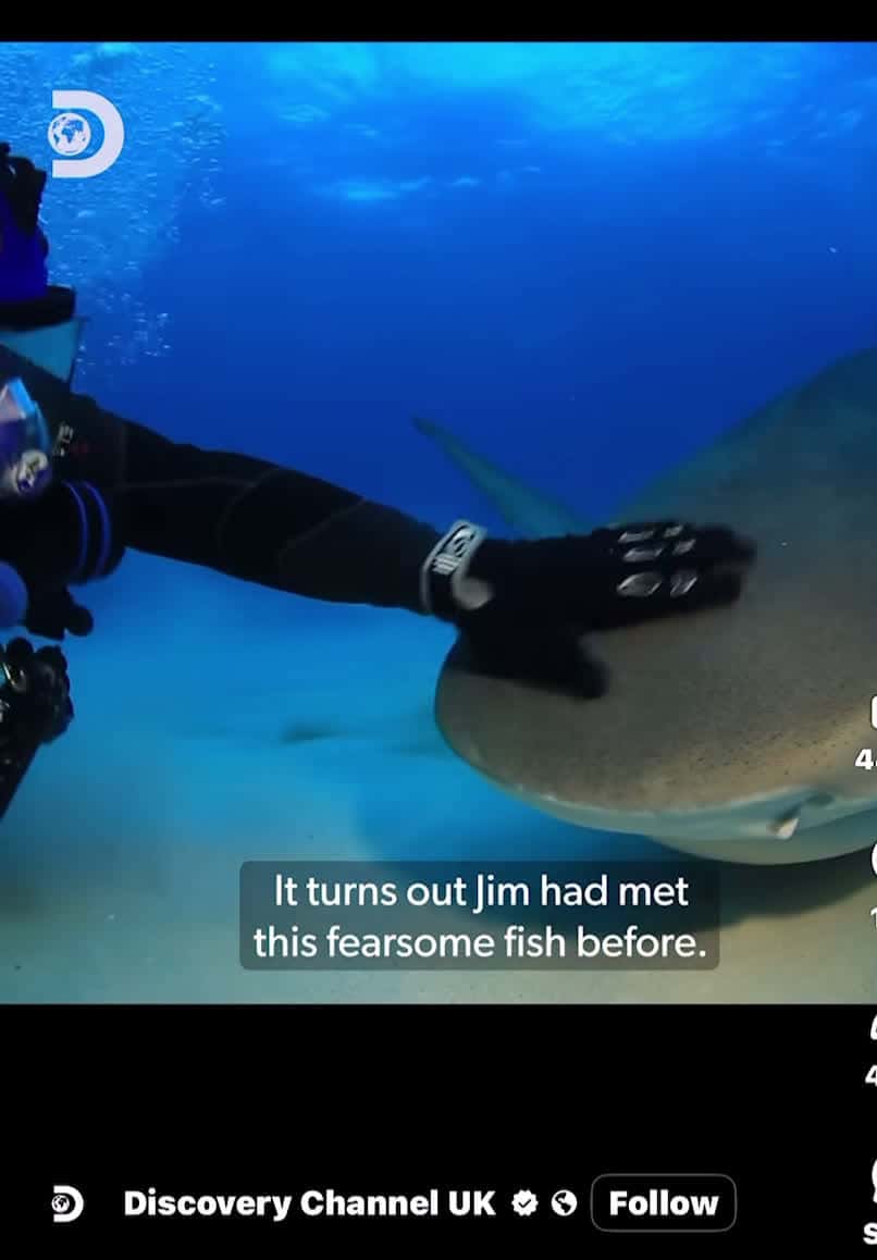 Cover for Awwwe he named this tigershark her ‘Tarantino’ thought I was hearing things so sweet saved her