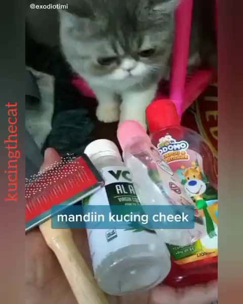 Cover for Dibilang Makasih budakku kok malah senang ya rasanya Tiktok exodiotimi Yuk ikuti terussss @kucingthecat @kucingthecat karena mimin tiap hari selalu update keseruan tingkah lak