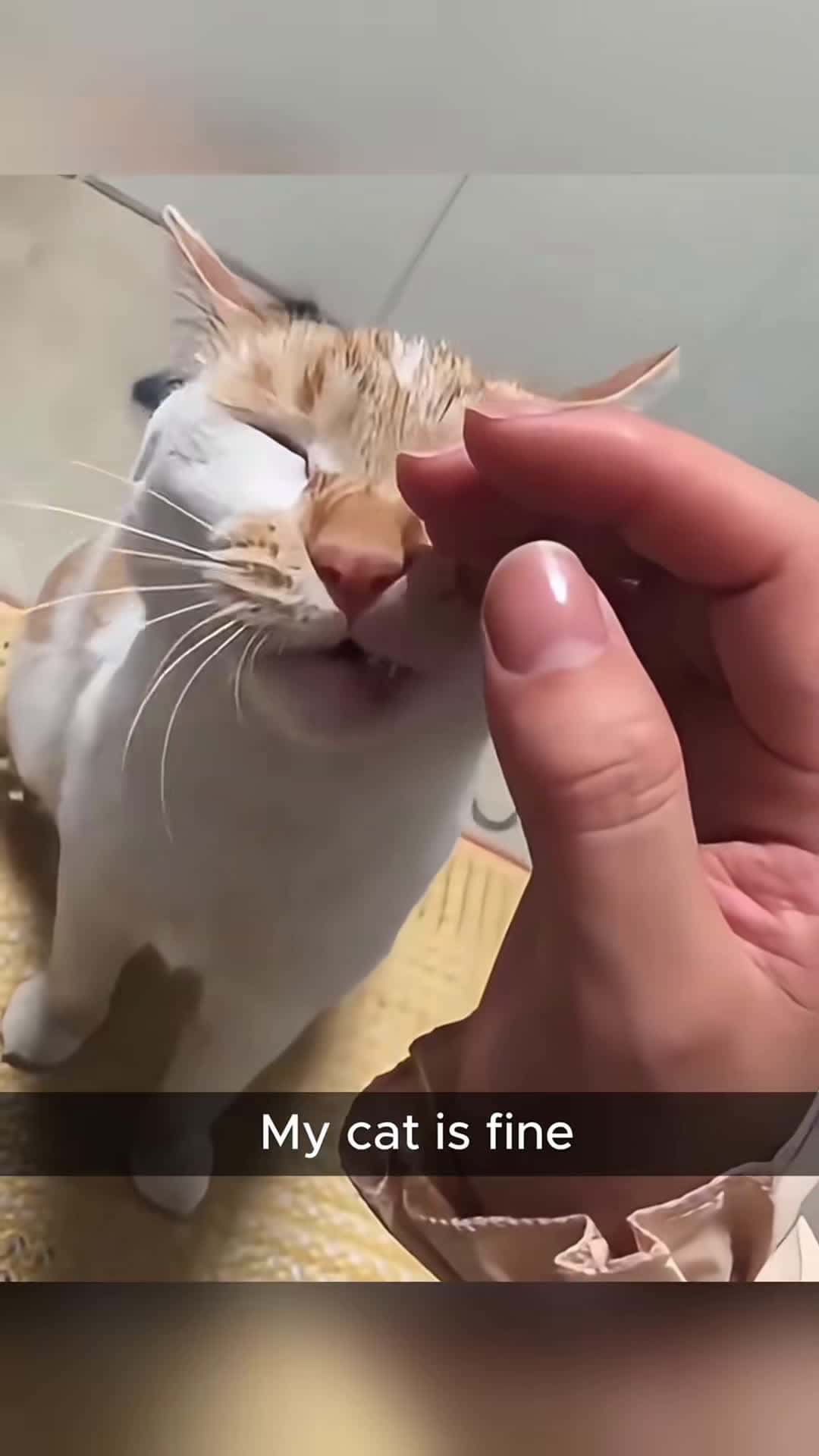 Cover for CatCall the police,I’m going to call the police to arrest you 😾😾#funnycat #pet #fyp #catlover #funnyvideos #catsoftiktok #cute #kitten #cat #funny #cute