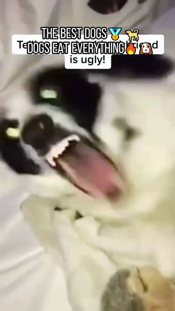 Cover for Spicy dog fouryou usa tiktok pet dogsoftiktok dog funnyvideo PetsOfTikTok 53663 #followMe