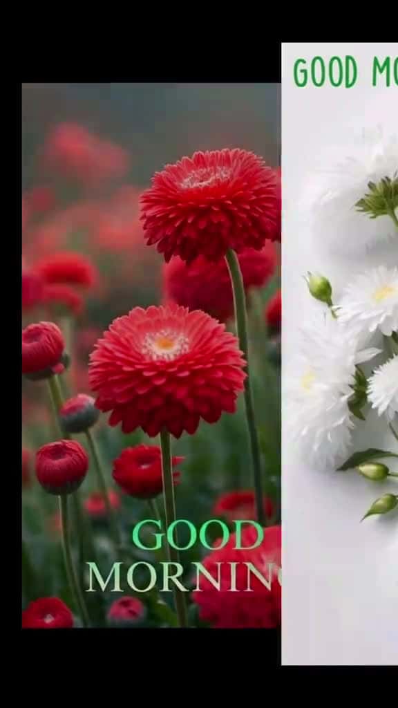 Cover for fyp fyp popular top toptrending viralvideo viraltiktok goodmorning 47711 #america