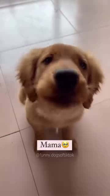 Cover for funny dogs Comp episode 177 #funny #pet #animals #funnyanimals #fyp #foryou #dog #dogs #funnyvideos # #funnypets #funnydog