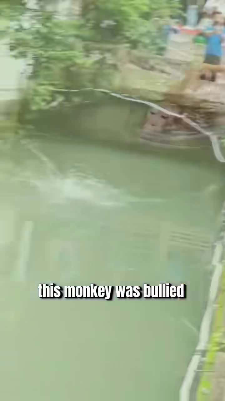 Cover for #OddlySatisfying This monkey was bullied because he didn’t want to rob #monkey