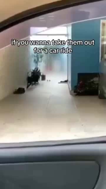 Cover for Video 6442