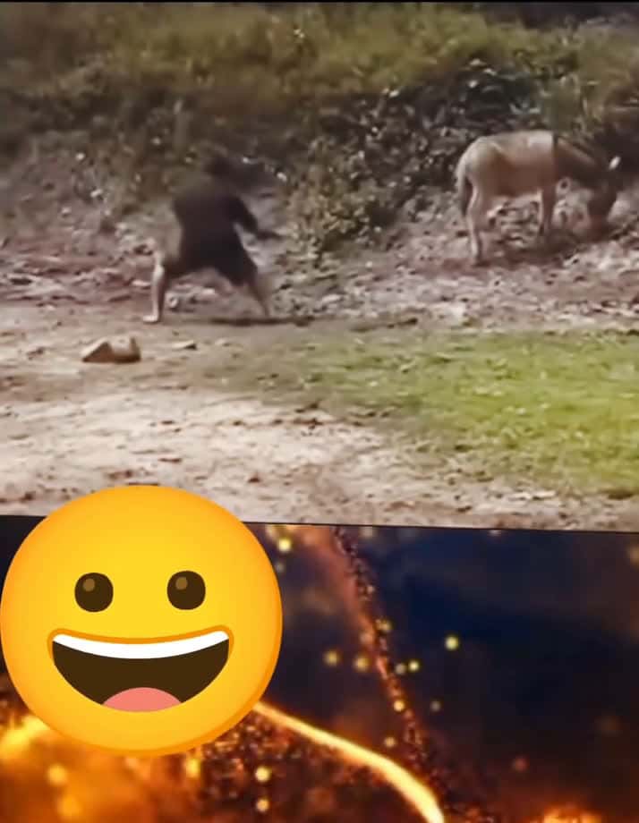 Cover for 🙂😆🤣😅   #funny #funnyvideos #fyp #trending #scoopz