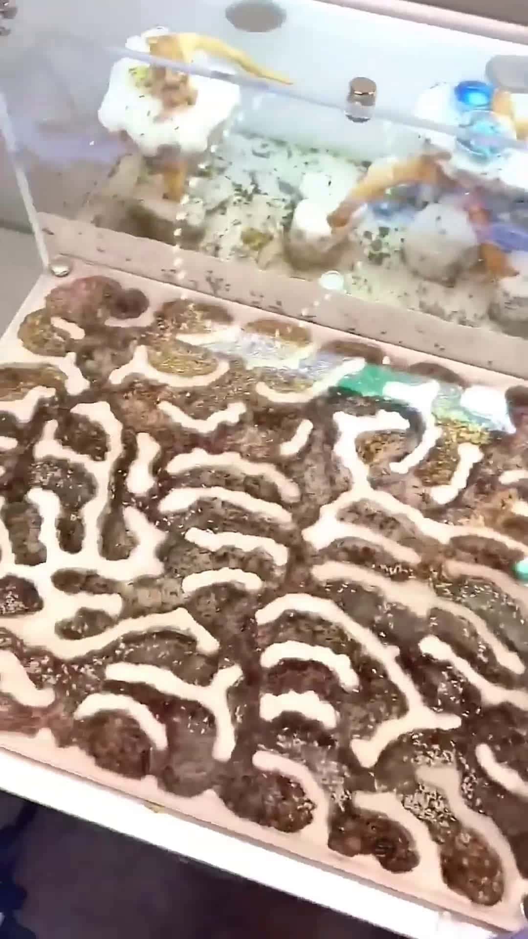 Cover for 200 Year Old Ant Colony