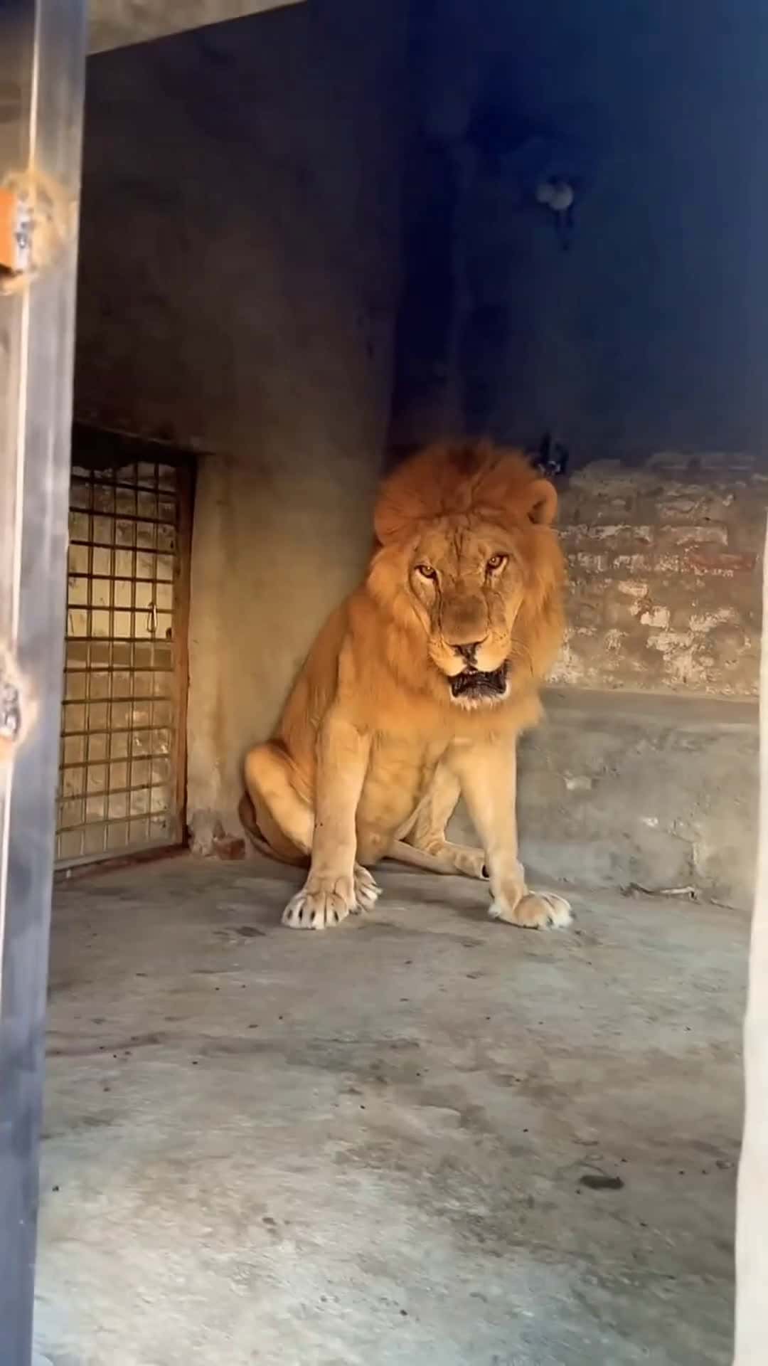 Cover for Food time 😱😡#lion #tiger #zoo #animals #wildliferescue #lion #sohailbiganimals #shortvideo