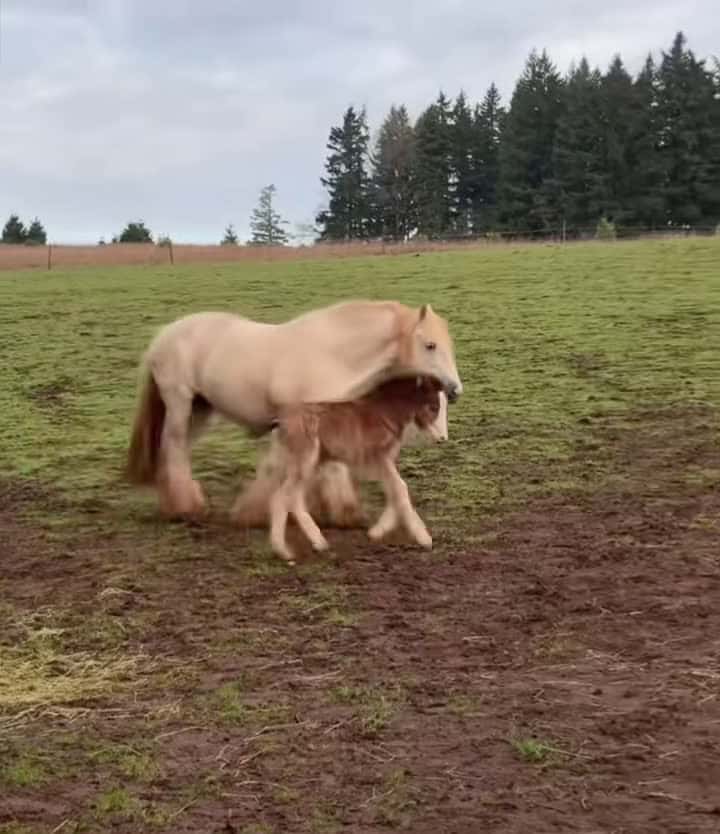 Cover for Best Horse Video 024 #horse #horsesoftiktok #horselover #horselife #horselifestyle #fpy