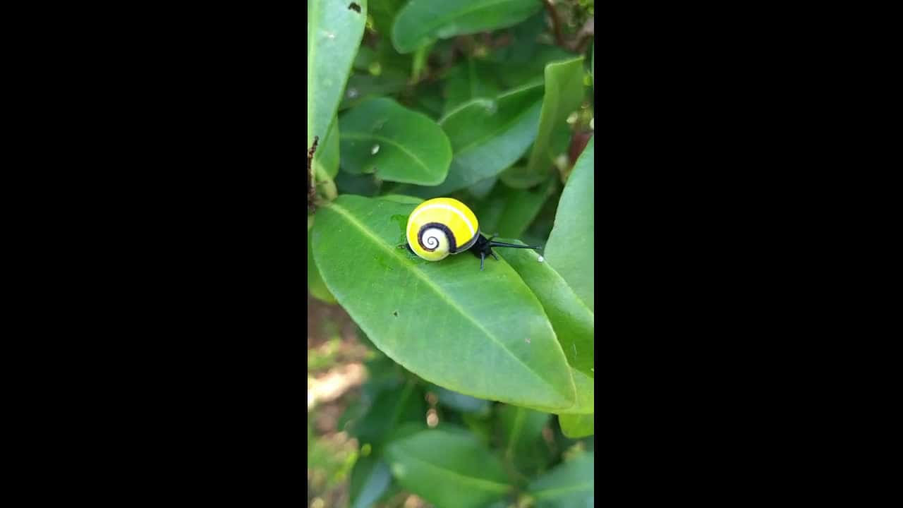Cover for RAW VIDEO: British scientists join Cuban effort to save 'world's most beautiful snails' 1/2