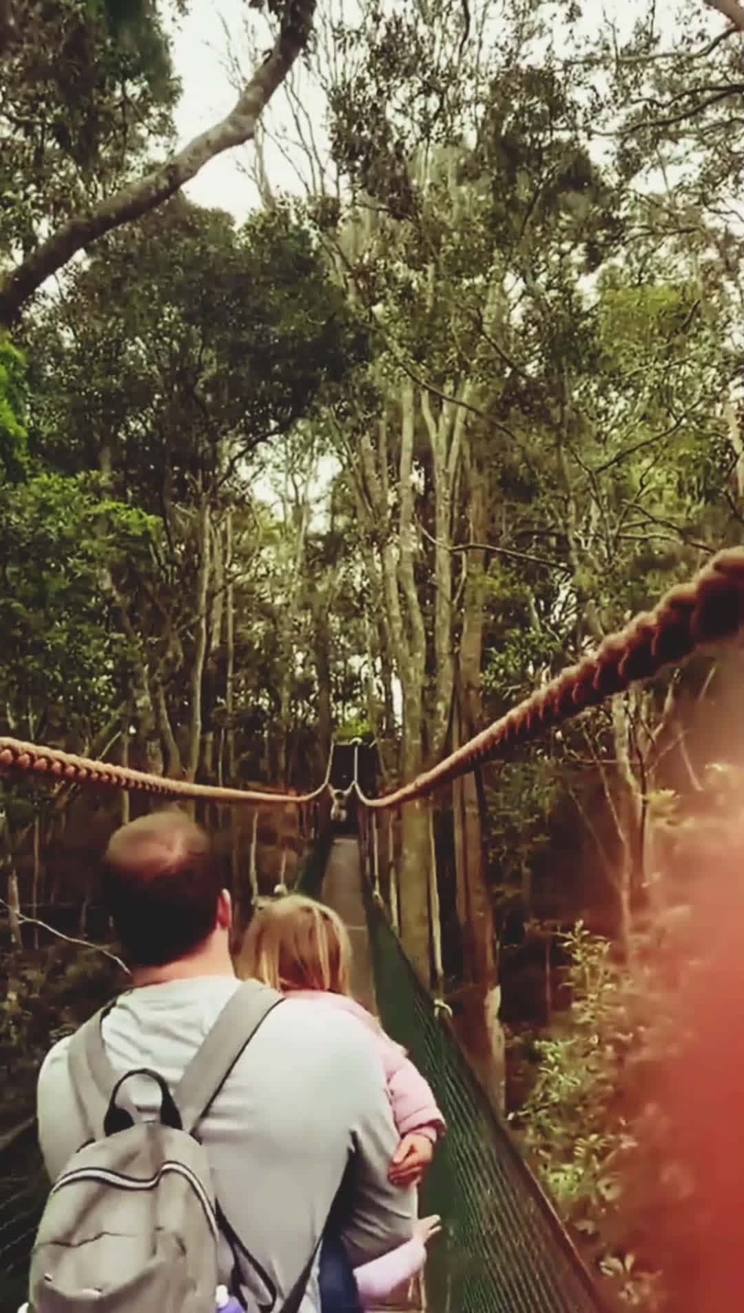 Cover for Gibbon Ape Casually Swings Over Family #amazinganimals #gibbons #funnyvideos