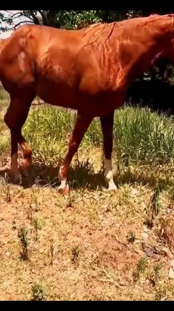 Cover for farrier tiktok farriersoftiktok farriersontiktok house asmrsounds fyp foryou asmrvideo 59467 #shortvideos