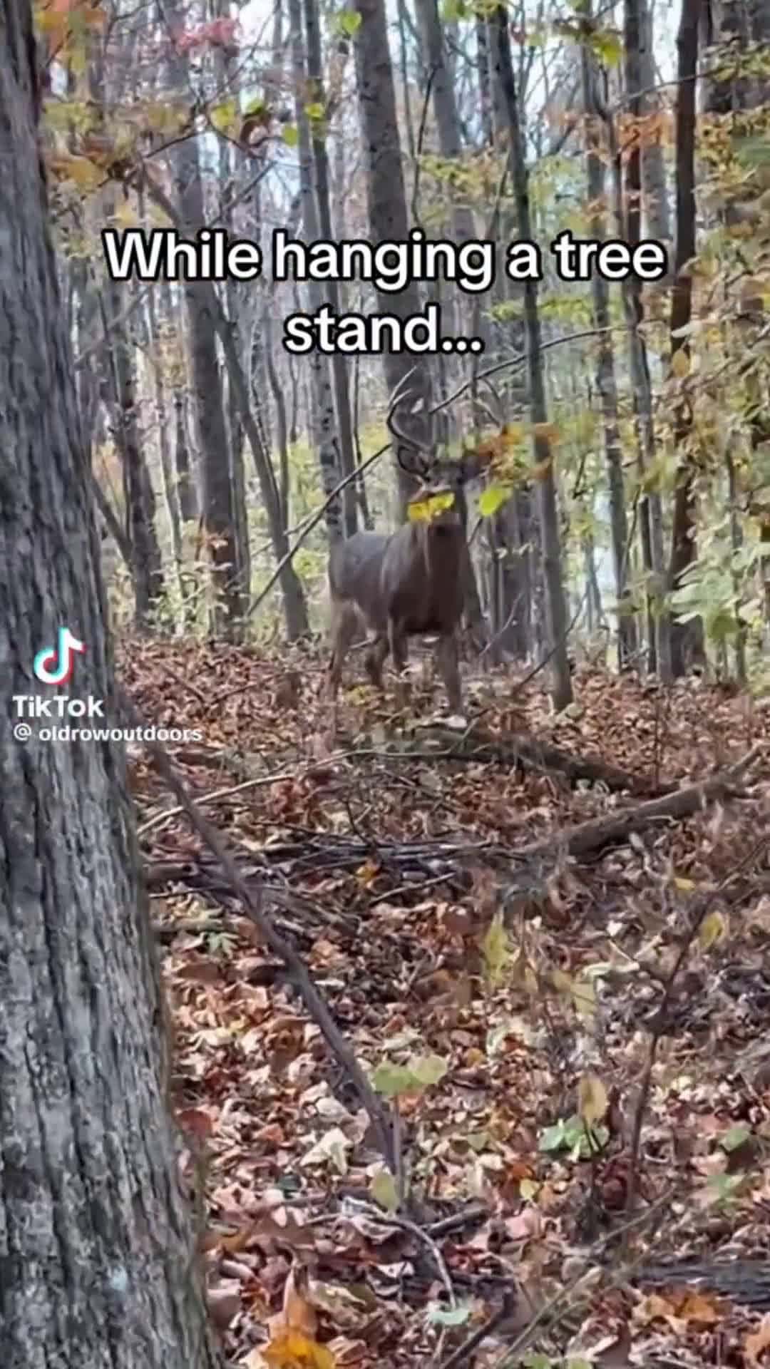 Cover for Ever happen?😳 #xzybca #hunting #fypシ #buck #trendingnow #huntingseason #lmao #viral   #deerhunting #animals #shorts #summervibes #lol #wow #bigbuck #woods #genx #fyp