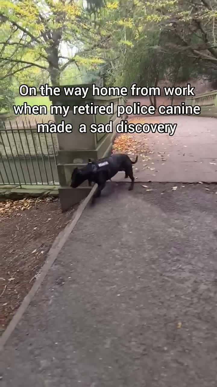 Cover for On the way home from work when my retired police canine made a sad discovery