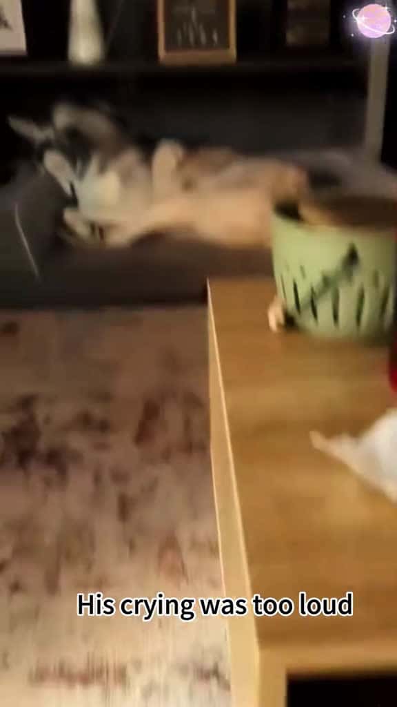 Cover for When a dog hears a child crying dog Foryou fpy Tiktok funnyvideo funnymoments happy 25387 #shortvideos