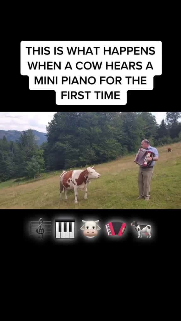 Cover for Heartwarming footage of deaf cow enjoying mini piano music cow farmanimals piano  51078 #american