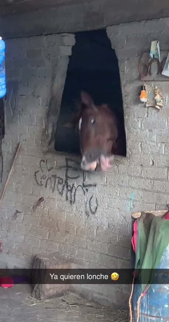 Cover for Se ponen raros a la hora de comida parati caballos followme 80582 #trending
