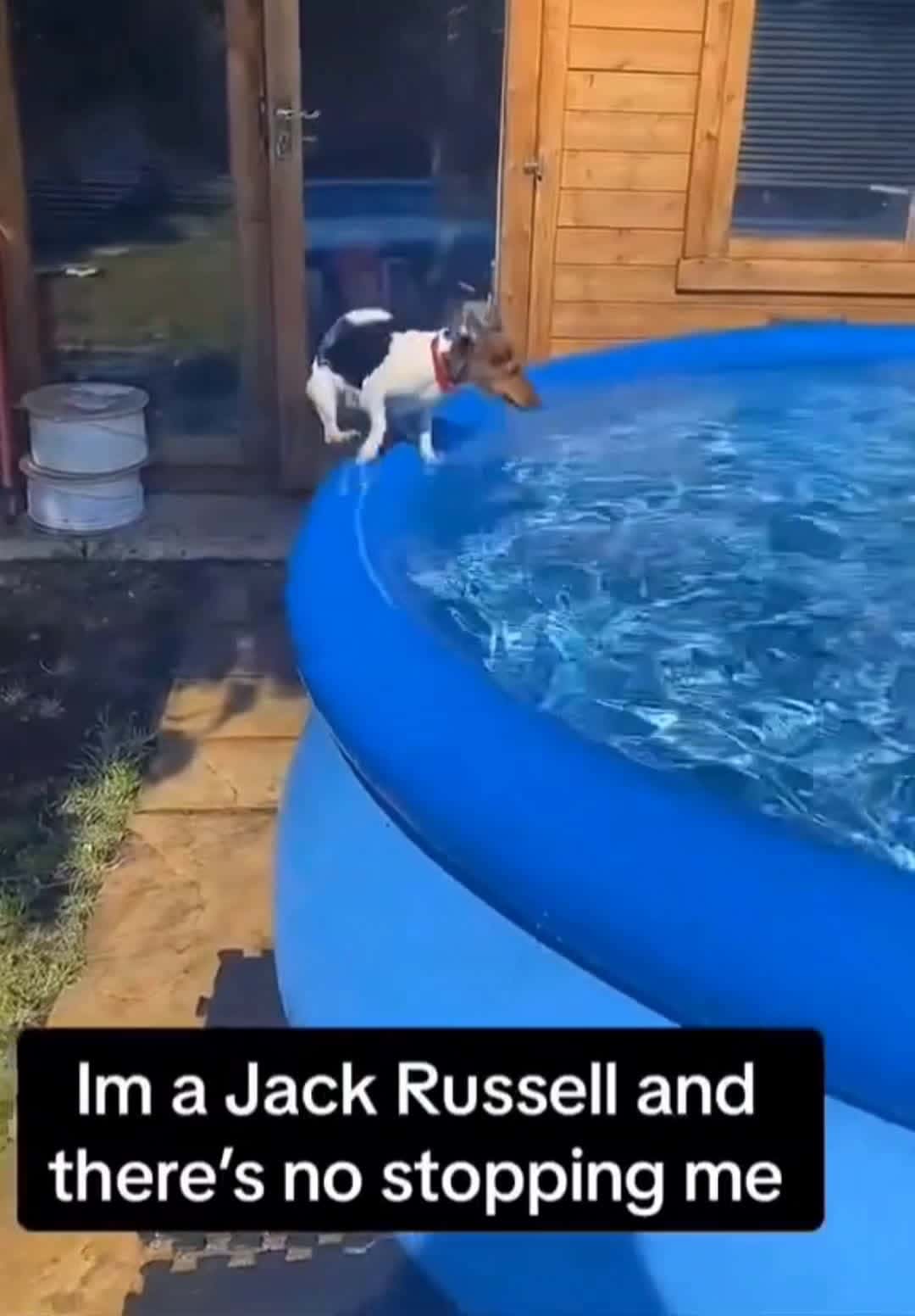 Cover for 😂#fyp #viral #funny #funnyvideos #pool #haha #dog #doglover #explorepage #explore #foryou #foryoupage #fun #laugh #humor 