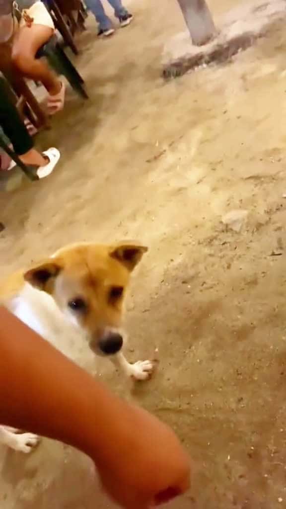 Cover for Thank my nhe sen  haihuoc giaitri vuinhon dogs ch pet funny funnydog funnyvideo v 56750 #trendingscoopz