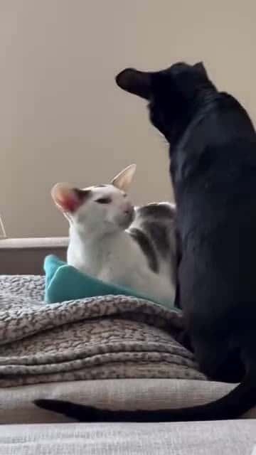 Cover for If you don’t move, off to the peenar explosion chamber you go.#larry #evillarry #fyp #foryou #videooftheday #catvideo #scary #viral #memecat #hobbikats #funnycats #reels