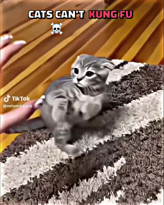 Cover for Cats Can't kung fu 💀 #fyp #viral #trollface #edit #cat 