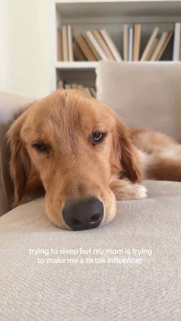 Cover for blow this up so I can get some rest goldensoftiktok goldenretrieverpuppy justgoldenthings 11838 #trend