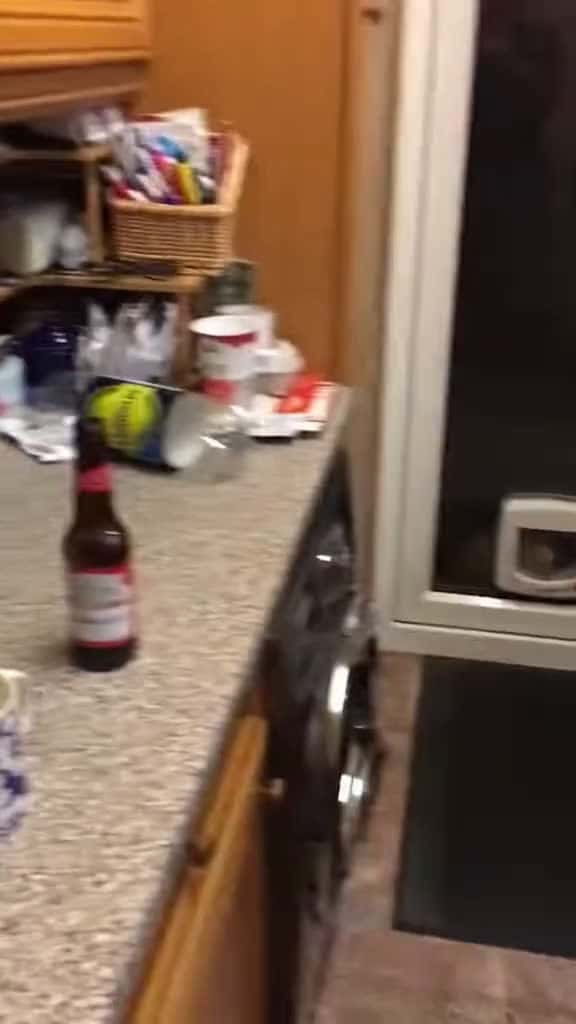 Cover for FBI open the door cat funnycat funnytiktok catsoftiktok catfunny 36522 #trending