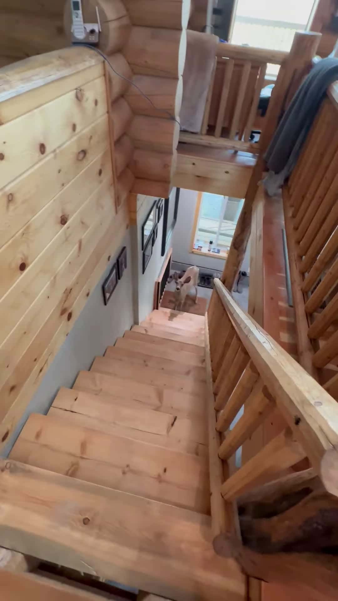 Cover for #CaughtOnCamera Deer Enters House Through Open Back Door.