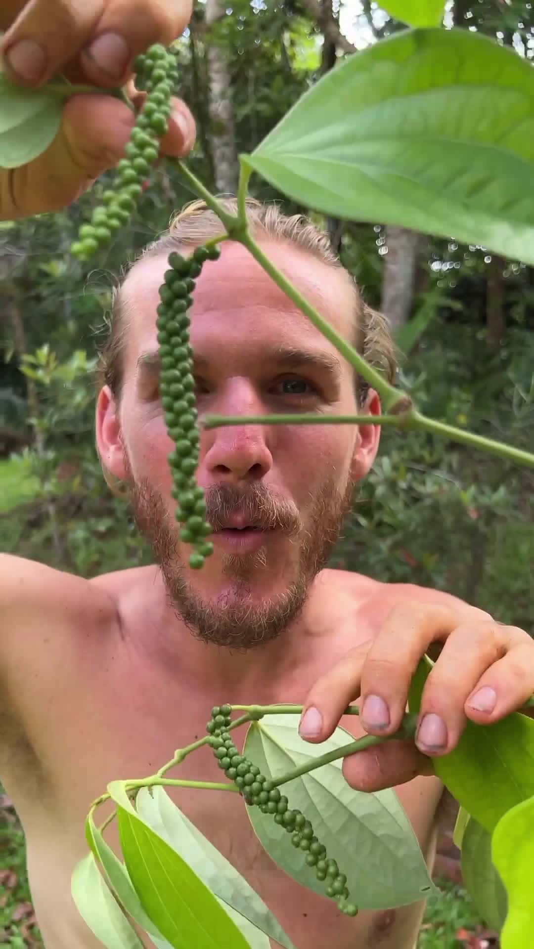 Cover for You'll Never Guess The Taste Of This Fruit
