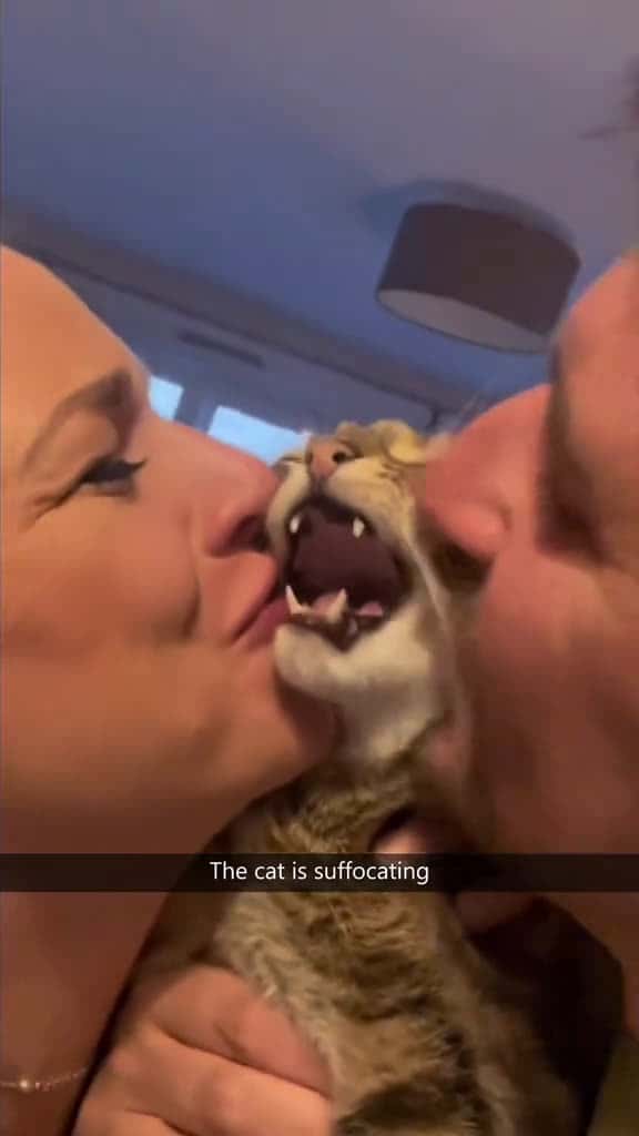 Cover for Cats can’t handle too much love 🤣🤣#foryou #fyp #fypシ #funny #funnyvideos #funnyvideo #cat #cats  #cutecat #catsoftiktok #catlover #funnycat #funnytiktok #funnyanimal #kitty