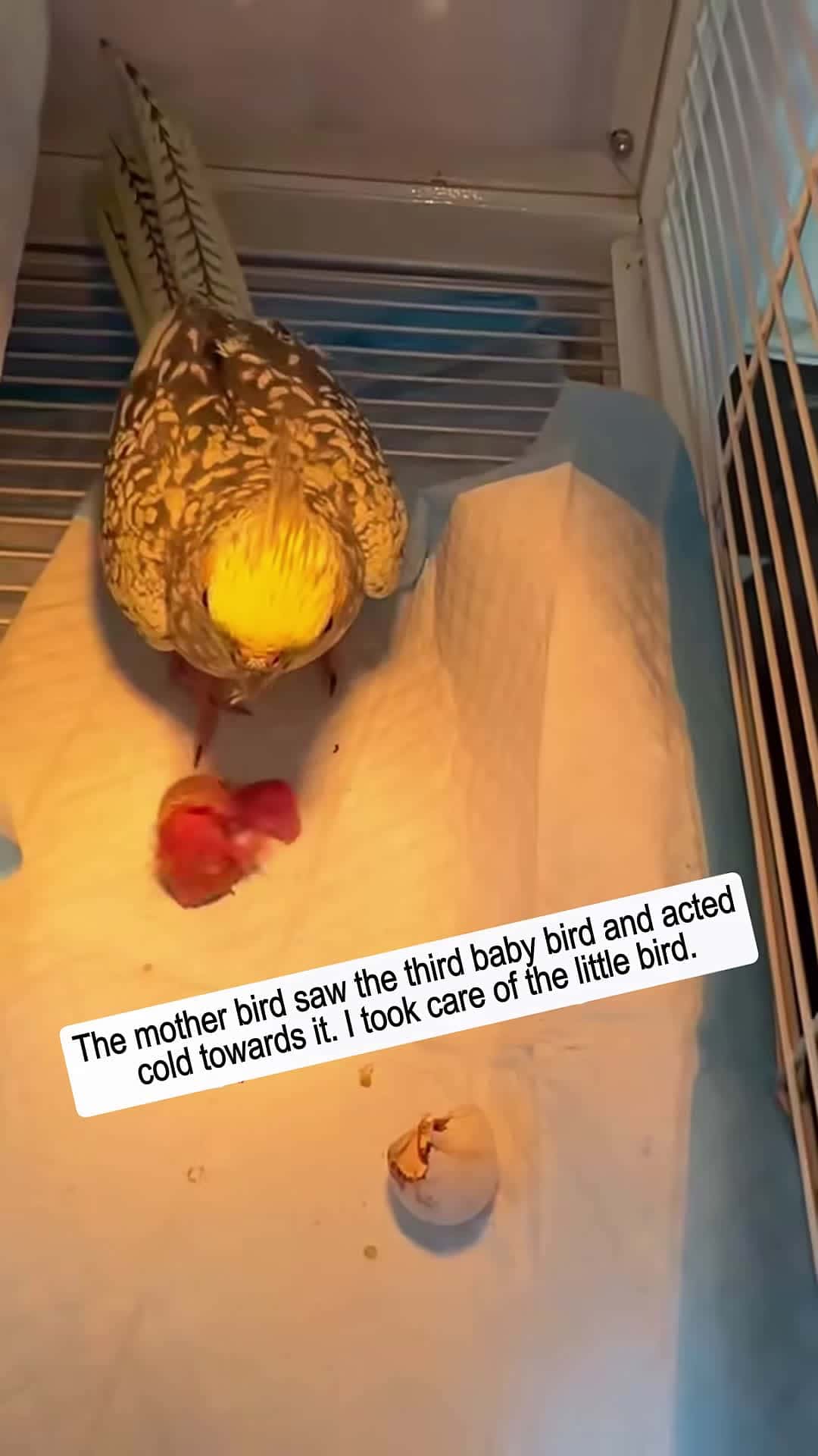 Cover for The mother bird saw the third baby bird and acted cold towards it and then animalshorts