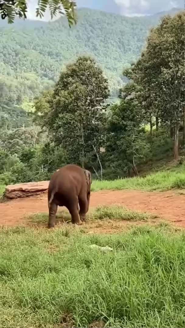 Cover for This is the happiest baby elephant I've ever seen 💕 #babyelephant #elephant #cute #funny #shorts_178 (2)