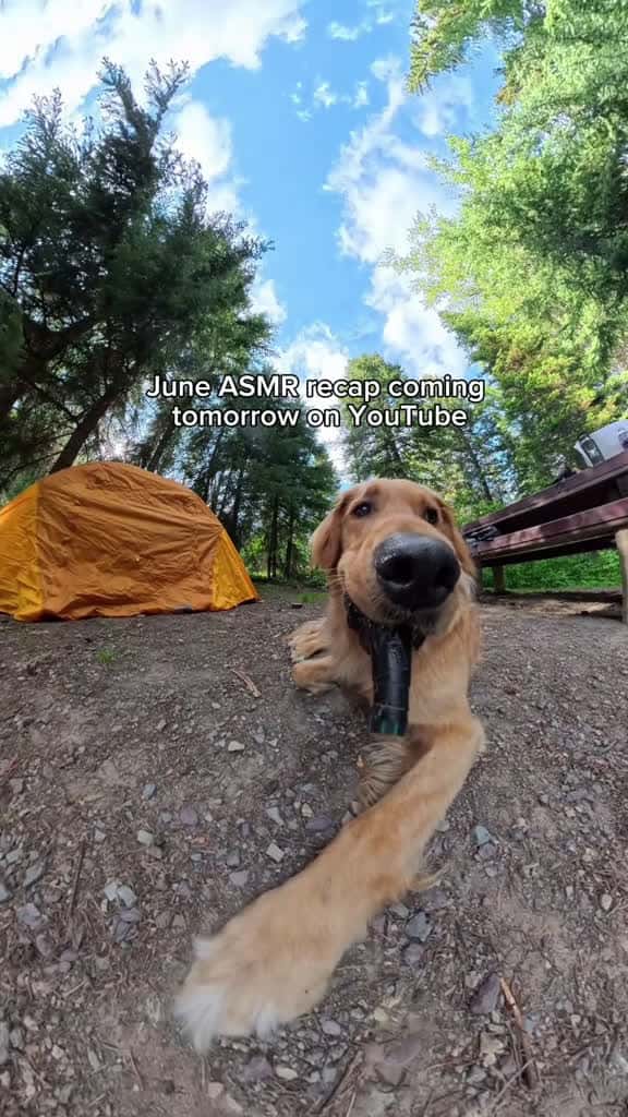 Cover for As requested I will be posting a full June ASMR recap on YouTube tomorrow!  No music, no fancy editing, just me and my adventures 🐶💛 created by willysworld with willysworld’s original sound