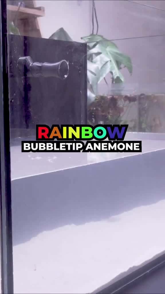 Cover for I made a RAINBOW ANEMONE fish tank 🌈 #explained #fishtok 