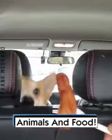 Cover for Animals And Food!