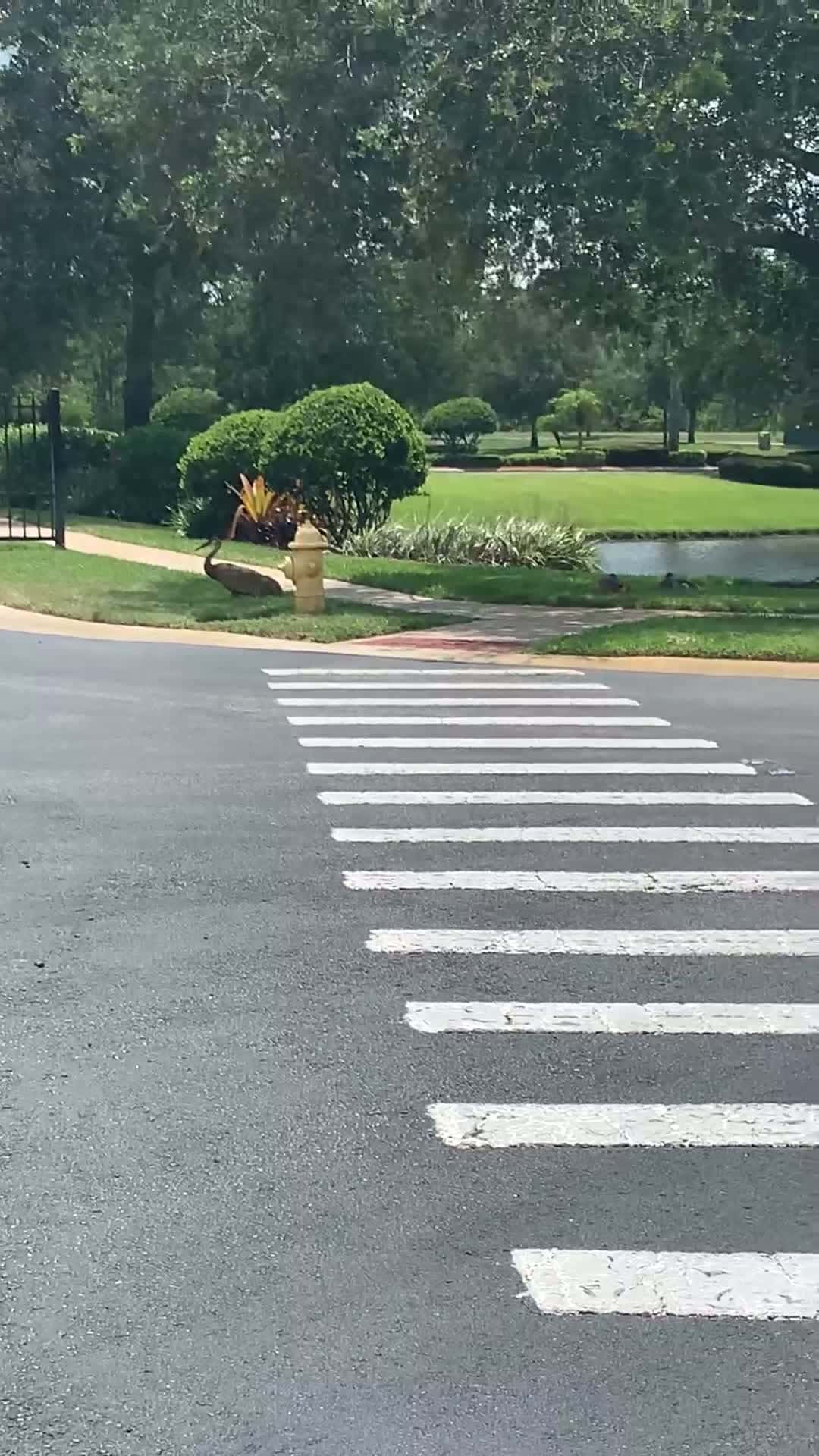 Cover for Sandhills Cranes 🏗️ and their knew hatchling sleeping together as The Dad watches over mom and baby. Please 🙏🏾 be mindful 🧘‍♀️ and patient as they are in our neighborhood feeling safe, watch your Speed neighbors 🌺🖤🌺🙏🏾