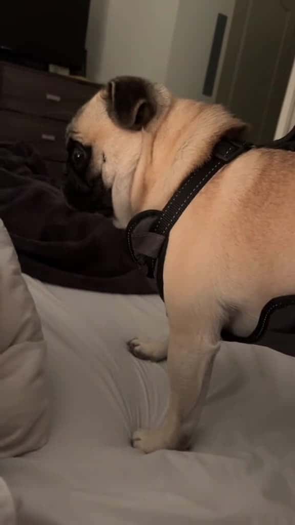 Cover for The eye roll is everything dog dogsfunny dogsoftiktok cute funny comedy hoest 94283 #america