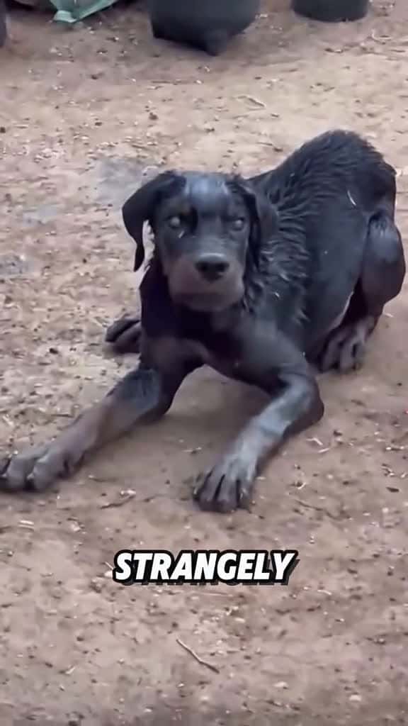 Cover for Rabies#tiktok #foryou #fyp #viral #shorts #animals