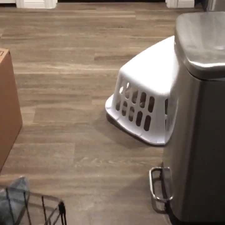 Cover for Dog running around under a laundry basket
