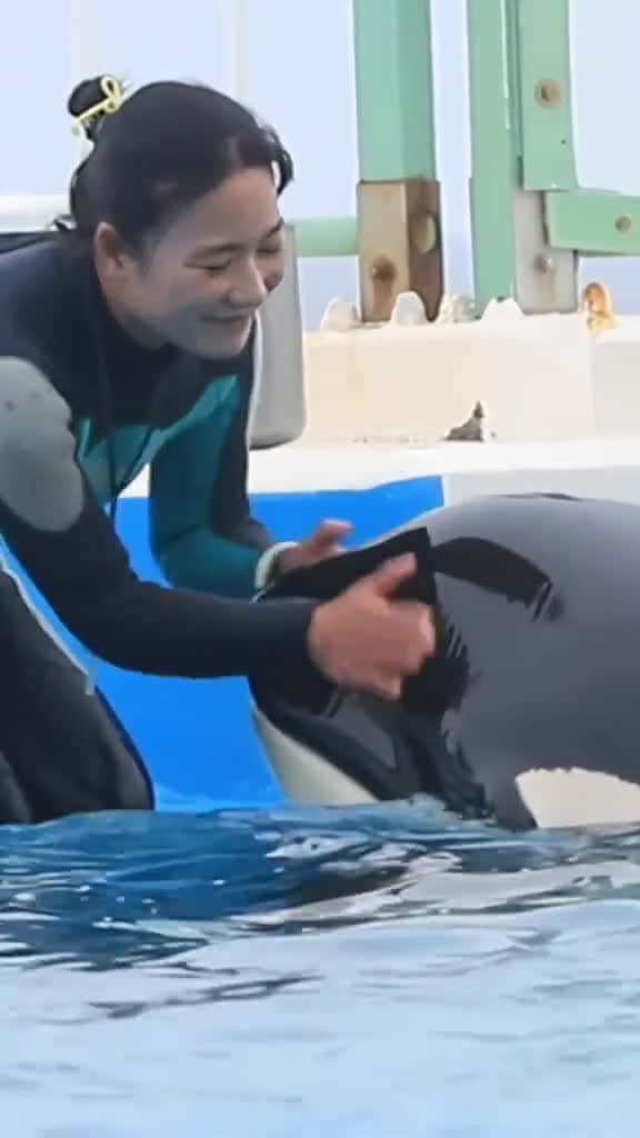 Cover for #orcas #trending #foryou #orcas #trending #foryou  #orcas #trending #foryou  #orcas #trending #foryou  created by Storm with Storm’s original sound