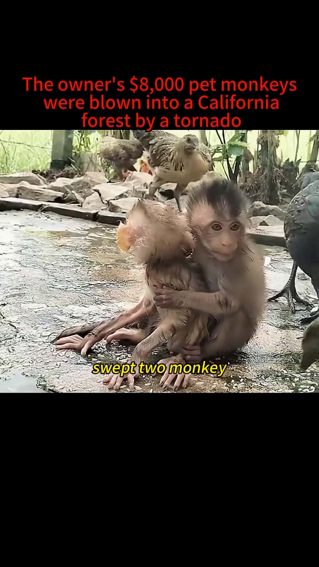 Cover for Poor monkey babies #🥹 #monkey #animals #foryou