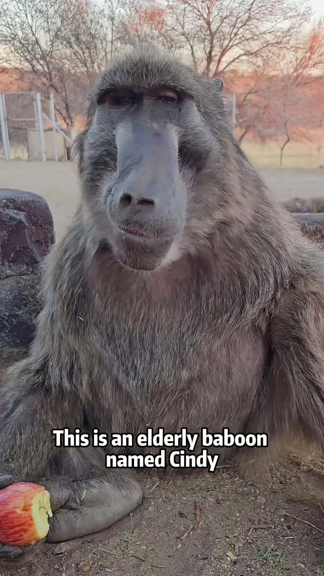 Cover for #FirstVideoChallenge Blind baboon Cindy is enjoy her old age peacefully! #baboon