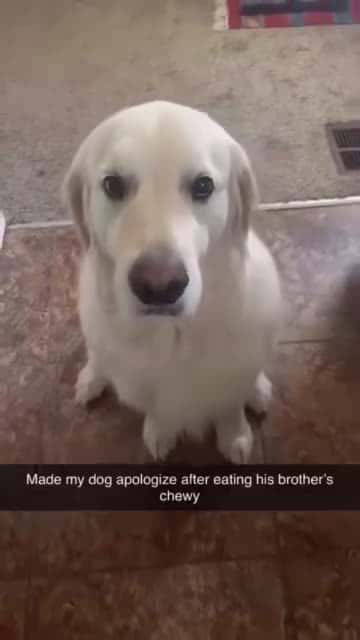 Cover for #TooFunnyToScroll Forgiven