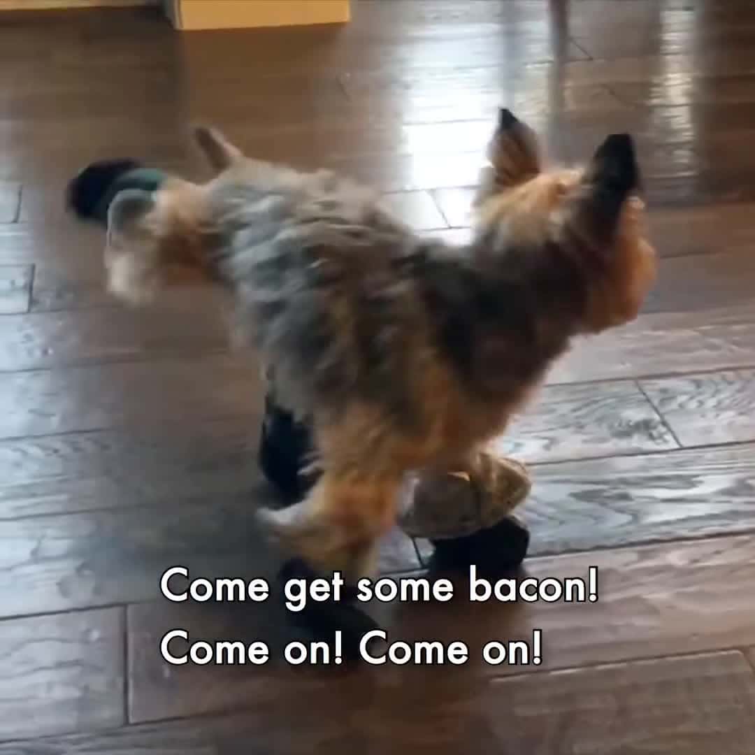 Cover for Funny and Cute Puppy Video - Breed All About It Yorkies - So cute, so mighty 1